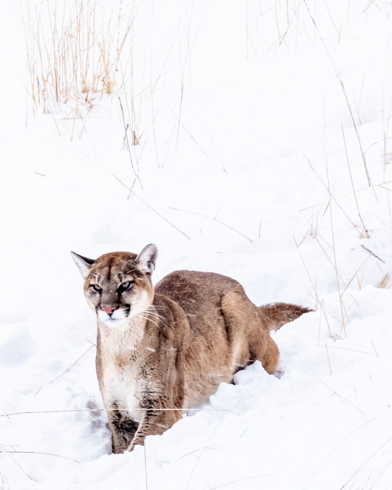 Mountain lion on High School Butte